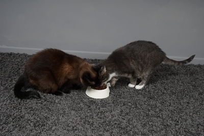 View of cat eating food