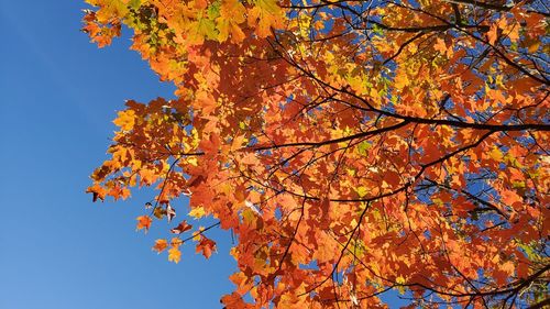 Low angle view of maple tree against sky