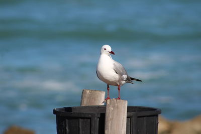 Seagull perching on wooden post against sea