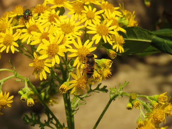 Close-up of bee perching on yellow flowers