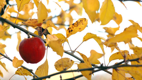 Close-up of fruits on tree