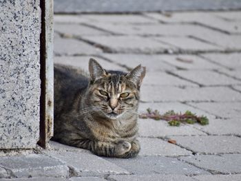 Portrait of tabby cat on footpath