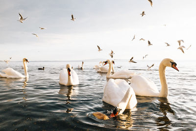 Mute swans swimming in lake against sky