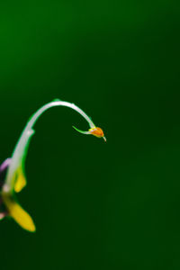 Close-up of green insect on plant