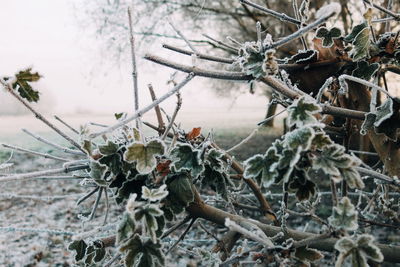 Close-up of frozen plant