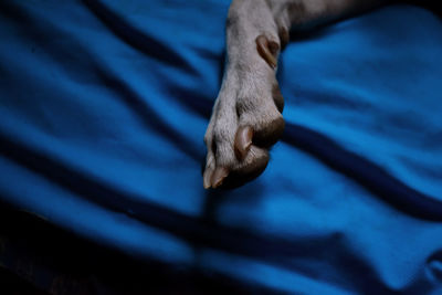 High angle view of one leg of dog in bed.