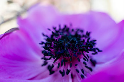 Close-up of purple flowering plant