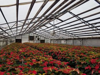 View of flowering plants in greenhouse