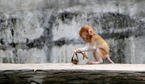 Side view of a baby monkey sitting on wood