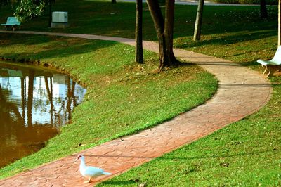 Scenic view of bird by lake