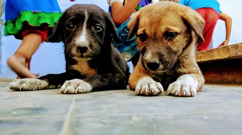 Close-up of dog sitting outdoors