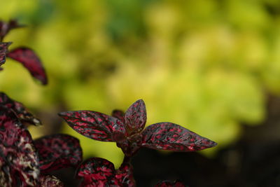 Close-up of flowers against blurred background