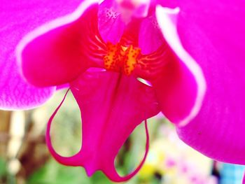 Close-up of pink flower blooming outdoors