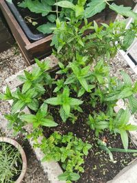 High angle view of potted plants in yard