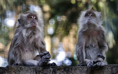 Monkey looking away outdoors