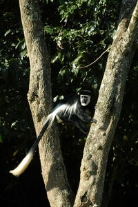 Black-and-white colobus on tree in forest