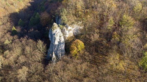 High angle view of rock amidst trees in forest