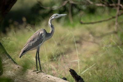 Black-headed heron stands on log looking right