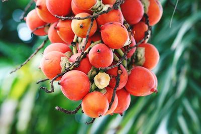 Close-up of fruits growing outdoors