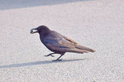 Close-up of bird perching outdoors