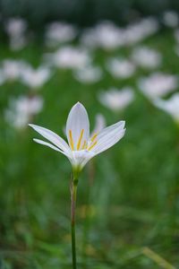 Close-up of white flowering plant