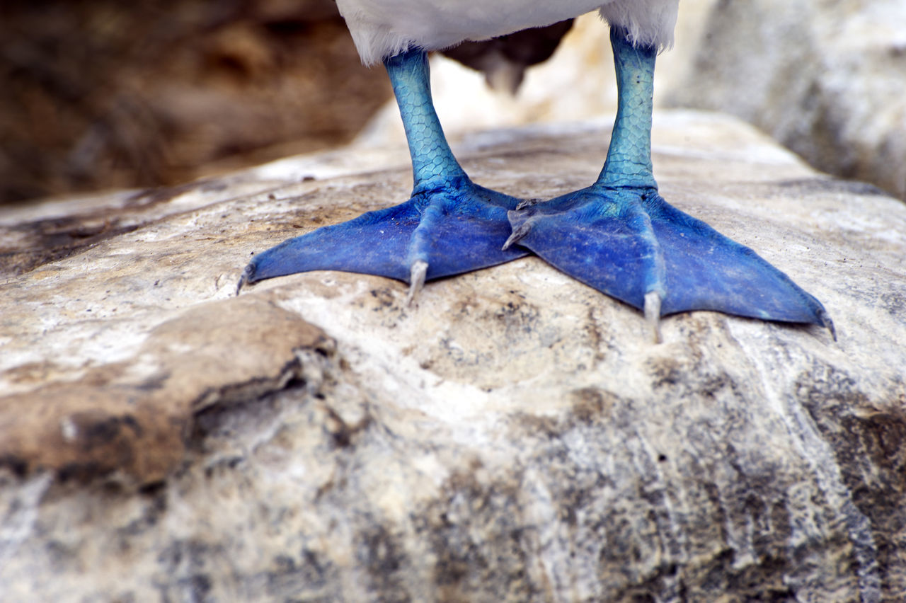 Blue footed boobie