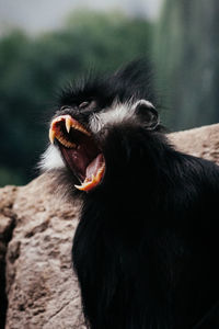 Close-up of a monkey