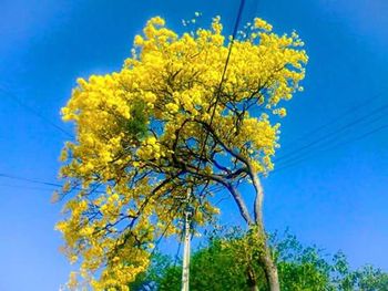 Low angle view of flowers against blue sky