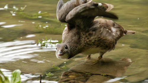 Close-up of duck in lake