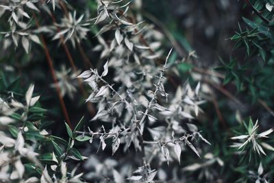 Close-up of snow on plants during winter