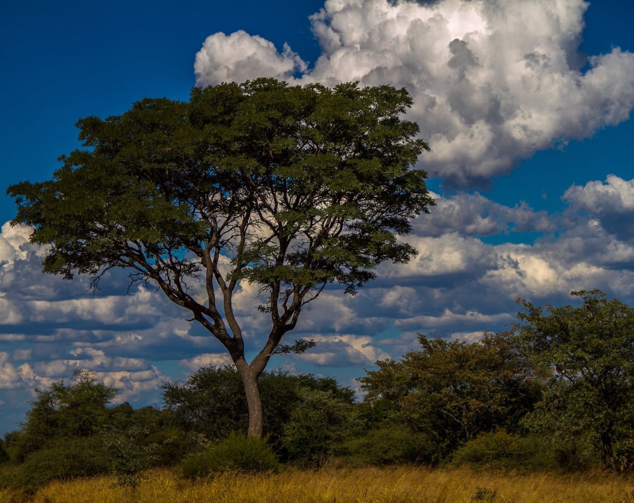 tree, cloud - sky, sky, nature, no people, outdoors, branch, day, treetop