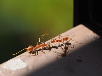 Close-up of ant on leaf