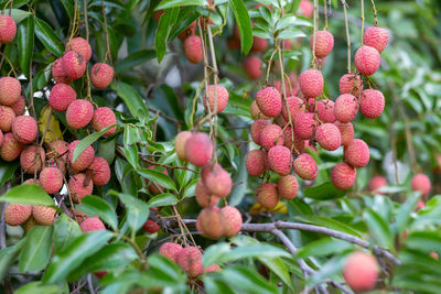 Close-up of berries growing on tree