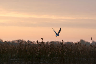 Bird flying in the sky