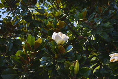 Close-up of flowering plant against trees