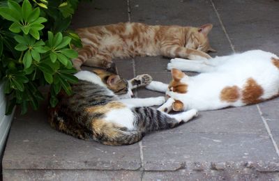 High angle view of cat relaxing outdoors