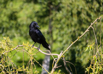 Shiny sunlit black bird carrion crow corvus corone perching on a willow tree branch