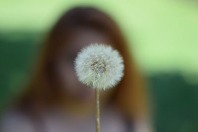 Close-up of dandelion