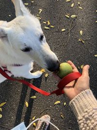 Checking out the walnut