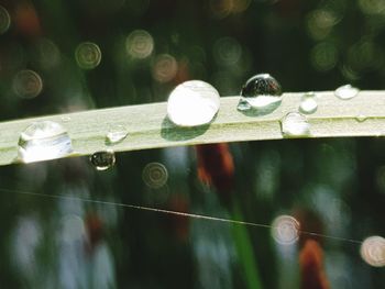 Close-up of water drops on plant