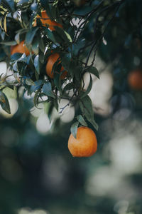 Orange fruits on tree