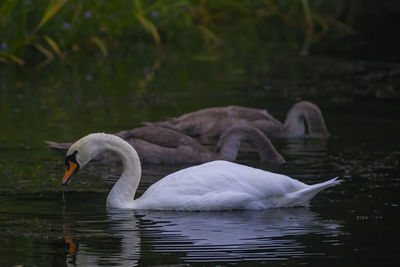 Swans swimming in lake