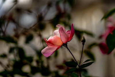 Close-up of pink rose