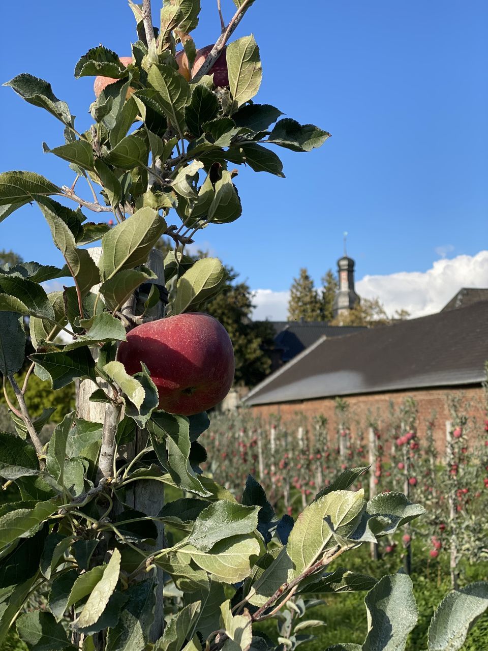 plant, flower, fruit, food, food and drink, healthy eating, nature, tree, growth, leaf, sky, produce, plant part, no people, agriculture, freshness, fruit tree, shrub, day, wellbeing, blossom, landscape, garden, outdoors, blue, beauty in nature, clear sky, rural scene, flowering plant, crop, field, ripe