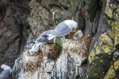 Close-up of birds perching on rock