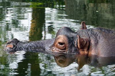 Horse in lake