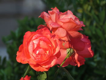 Close-up of red rose