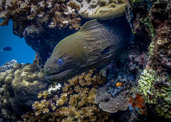Fish swimming in sea