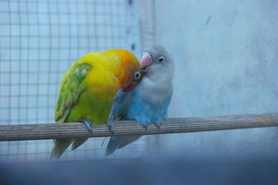 Close-up of parrot perching in cage