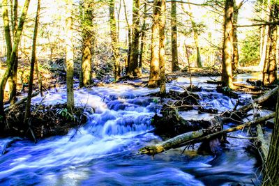 Scenic view of waterfall in forest